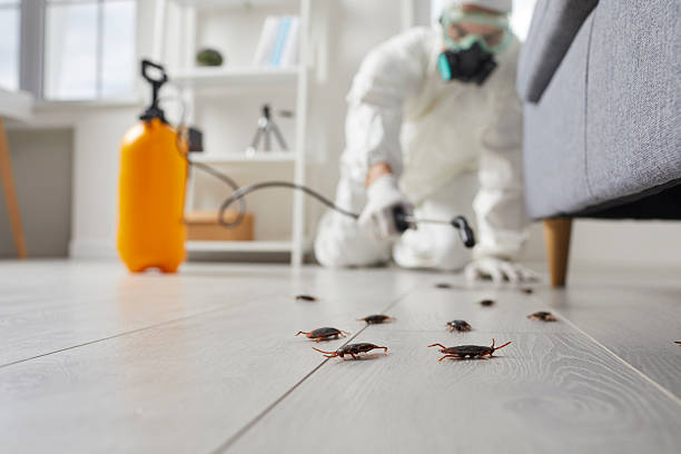 Post-Treatment Bed Bug Interceptor Monitoring in Piney Point Village